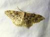 304651 – Photo : Moth-er – NR